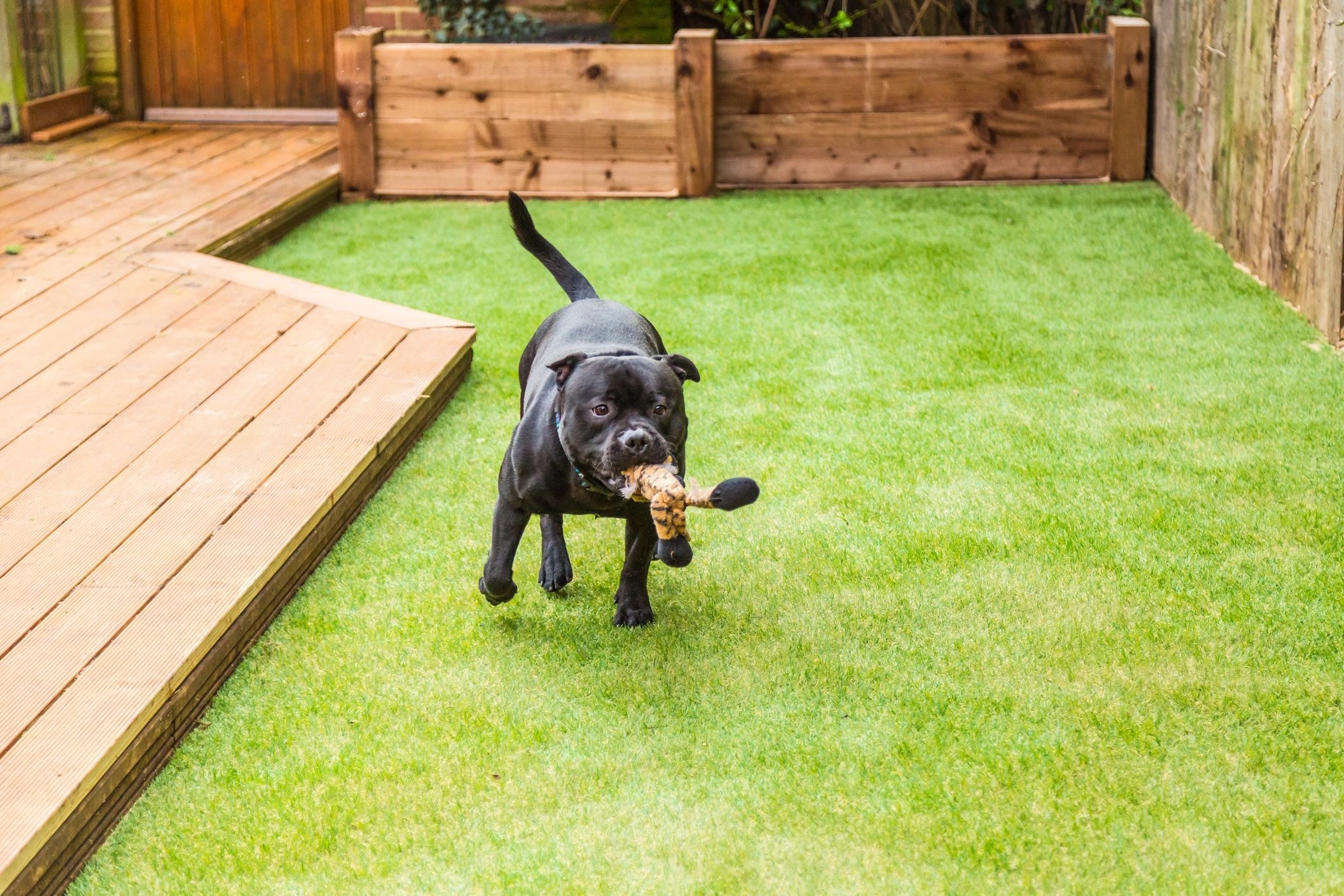 Artificial Grass for Dogs & Pets